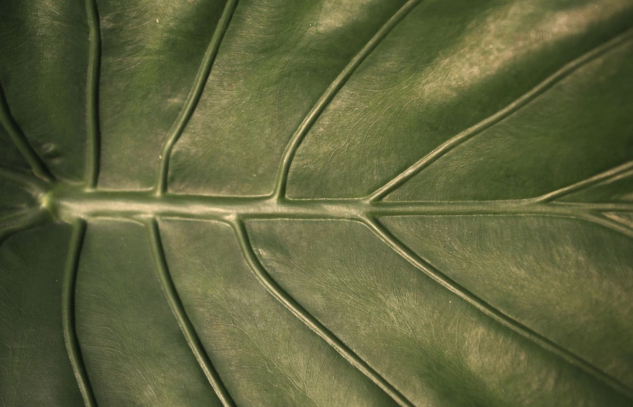 Botanical leaves, nature